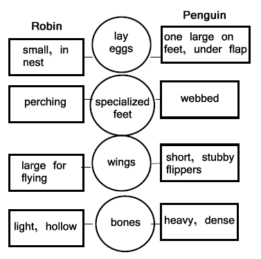 Compare/Contrast Planner